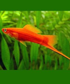 SVERDDRAGER, xiphophorus helleri