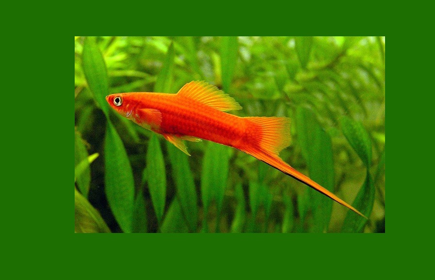 SVERDDRAGER, xiphophorus helleri