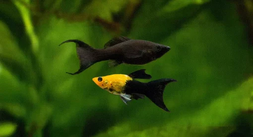 MOLLY 'Lyrehale', Poecilia sphenops