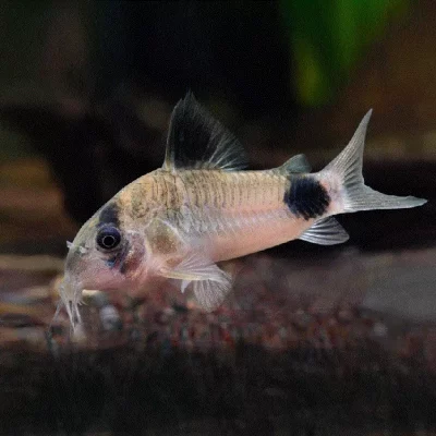 PANSERMALLE 'Panda', Hoplisoma panda