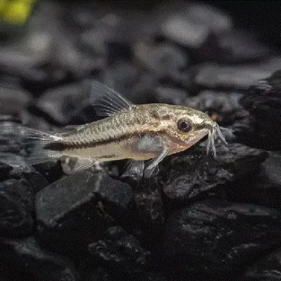 PANSERMALLE 'Pygmè' Gastrodermus pygmaeus