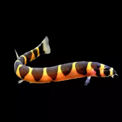 KUHLII ÅL , Pangio khulii