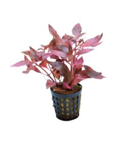 gallery-9679-for-101344