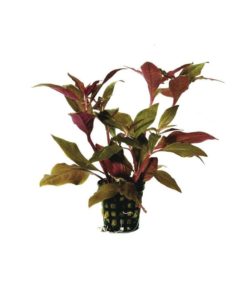 ALTERNANTHERA Cardinalis variegata