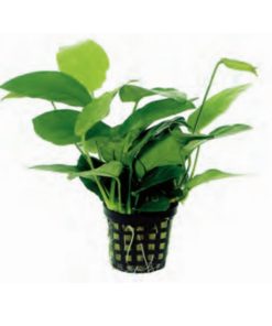 ANUBIAS barteri 'Nana'