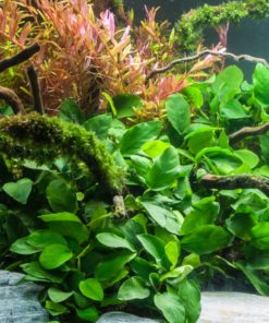 gallery-9683-for-8715897015656