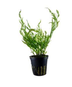 BOLBITIS Heudelotii sp.