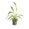 CRYPTOCORYNE spiralis
