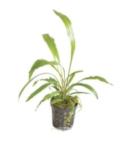 CRYPTOCORYNE spiralis