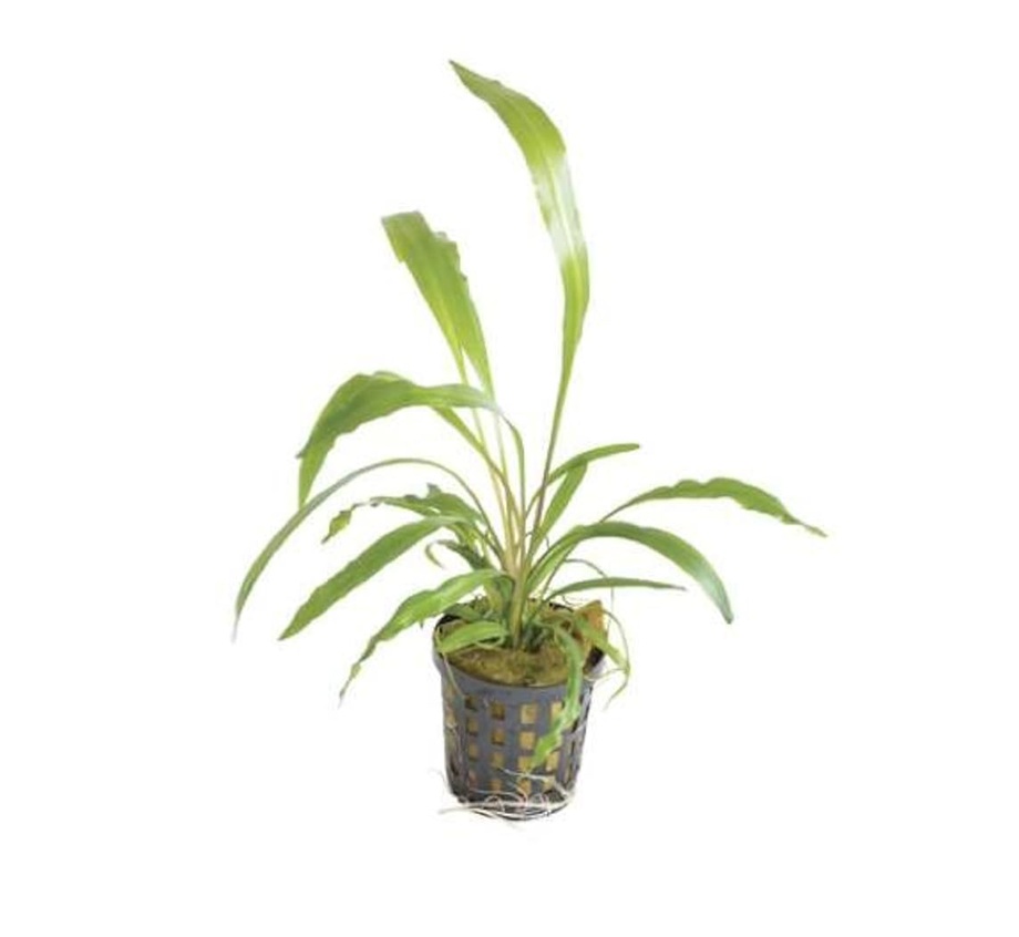 CRYPTOCORYNE spiralis