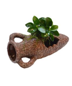 ANUBIAS sp. på krukke