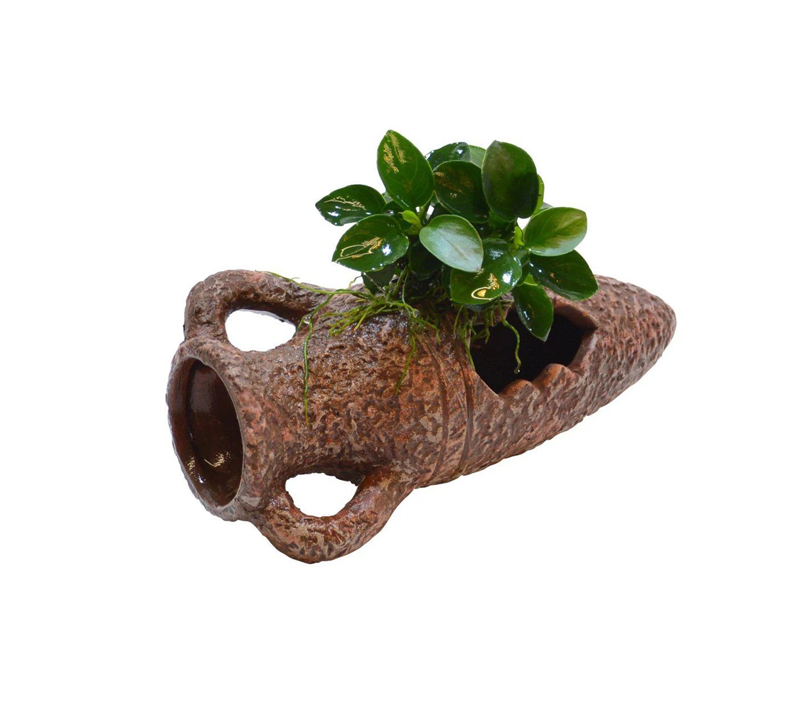 ANUBIAS sp. på krukke