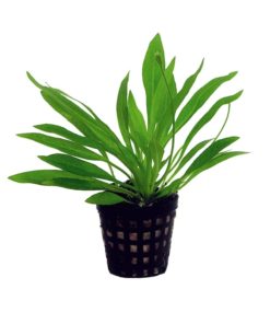 HELANTHIUM Bolivianum