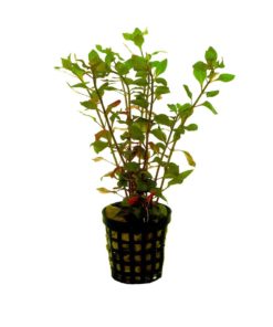 LUDWIGIA palustris 'RED'