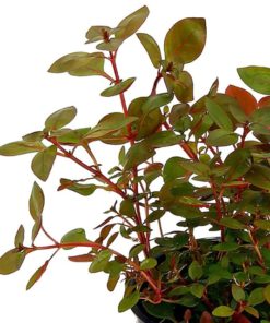 gallery-9703-for-7330002010367