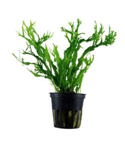 JAVABREGNE Microsorum pt. 'WINDELØV'