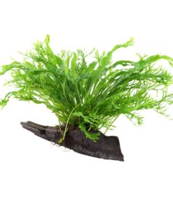 gallery-9705-for-8715897027963