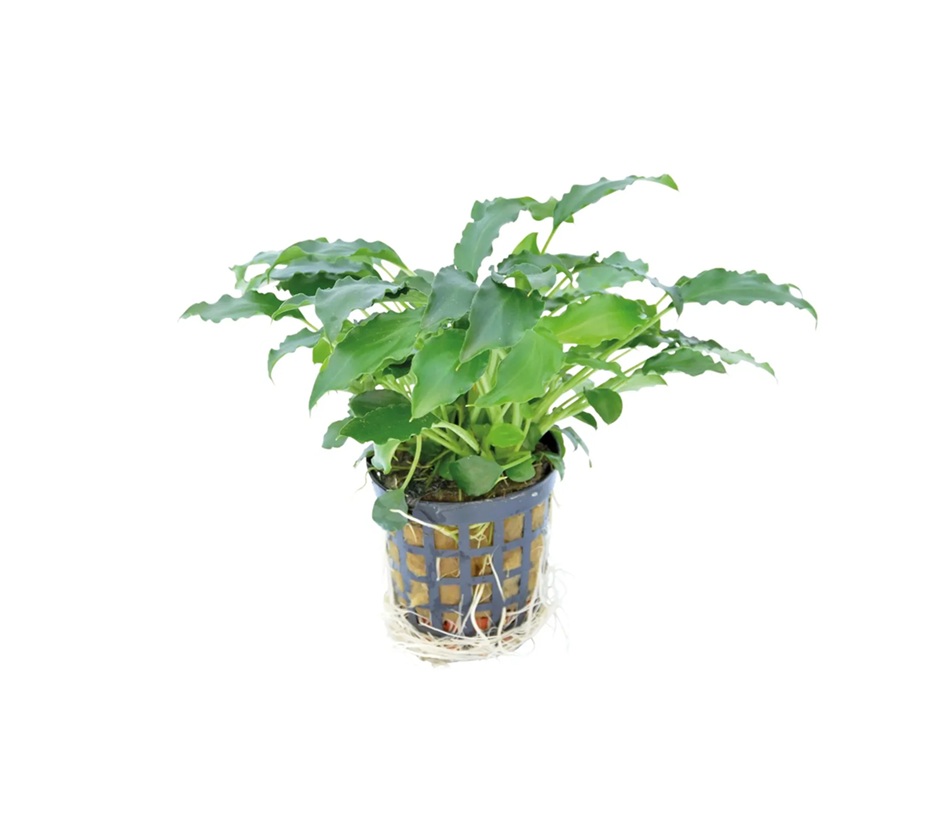 Schismatoglottis prietoi