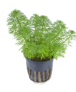 LIMNOPHILA sessiliflora