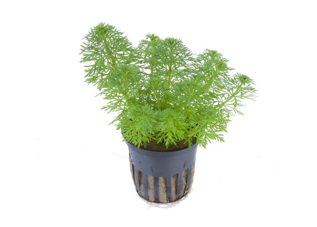 LIMNOPHILA sessiliflora