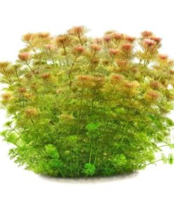 gallery-9709-for-5703249047014