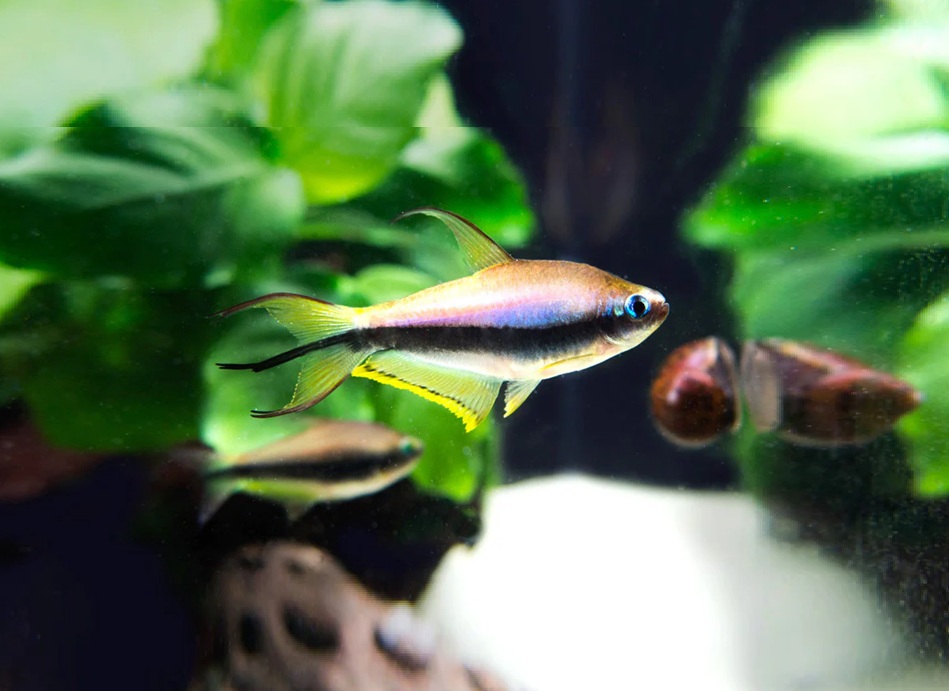 KEISERTETRA Nematobrycon palmeri