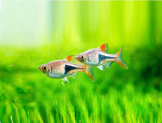 KILEFLEKKRASBORA, Trigonostigma heteromorpha