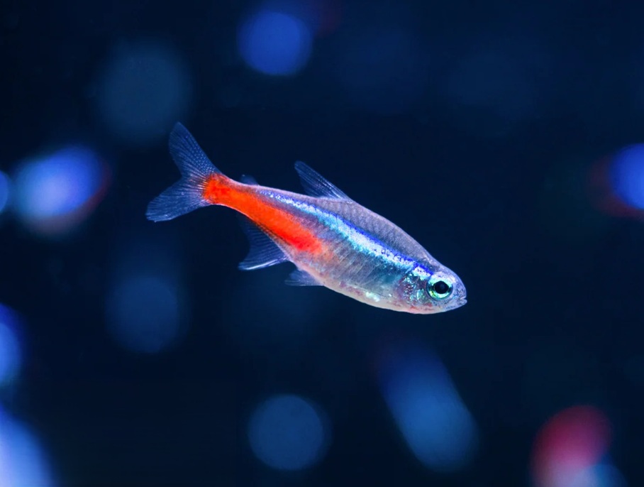 NEONTETRA, Paracheirodon innesi