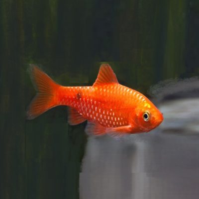 PRAKTBARBE, RØD NEON, Barbus conchonius