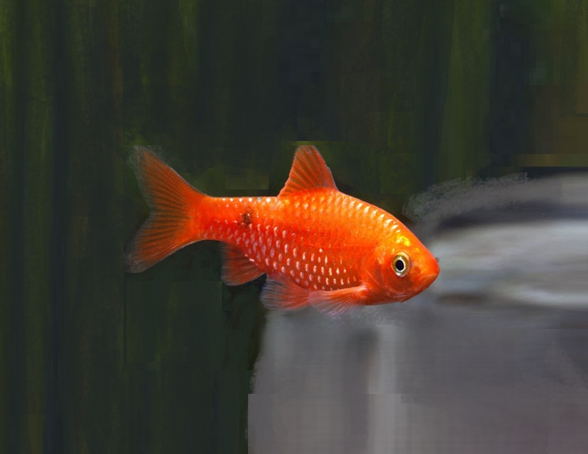 PRAKTBARBE, RØD NEON, Barbus conchonius