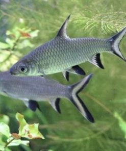 gallery-9711-for-100064