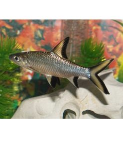 SØLVHAI M (5-7cm.), Balantiocheilus melanopterus