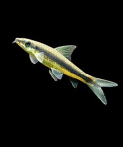 SIAMESISK ALGESPISER Crossocheilus oblongus