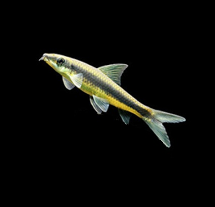 SIAMESISK ALGESPISER Crossocheilus oblongus