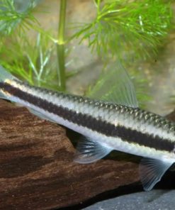 gallery-9712-for-100059