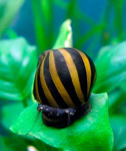 SEBRASNEGLE Vittina turrita