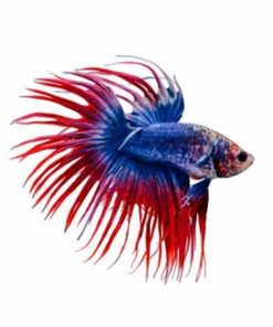 gallery-9718-for-100149