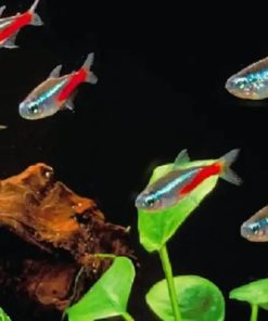 gallery-9722-for-100091