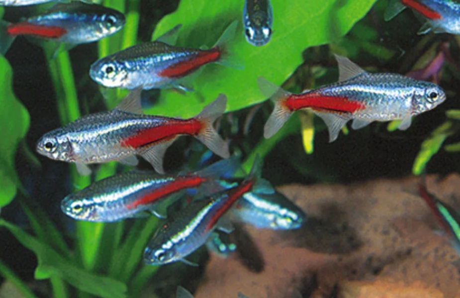 gallery-9723-for-100091