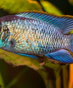 gallery-9725-for-100112