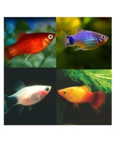 PLATY Xiphophorus maculatus