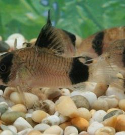 PANSERMALLE 'Panda',  Hoplisoma panda