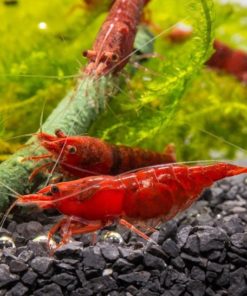 gallery-9727-for-100005