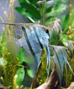 SCALARE S 3-4 cm. Pterophyllum scalare