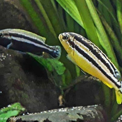 gallery-9728-for-101840