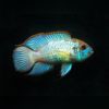 ACARA "Electric blue" Andinoacara pulcher