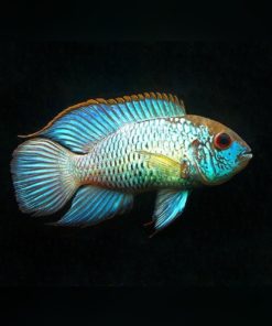 ACARA "Electric blue" Andinoacara pulcher