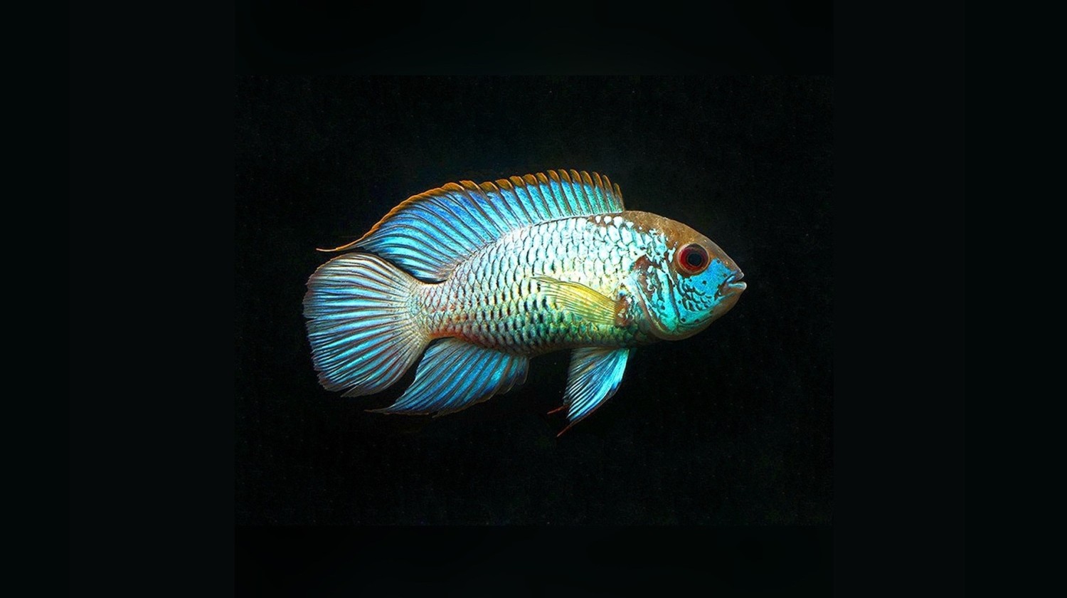 ACARA "Electric blue" Andinoacara pulcher