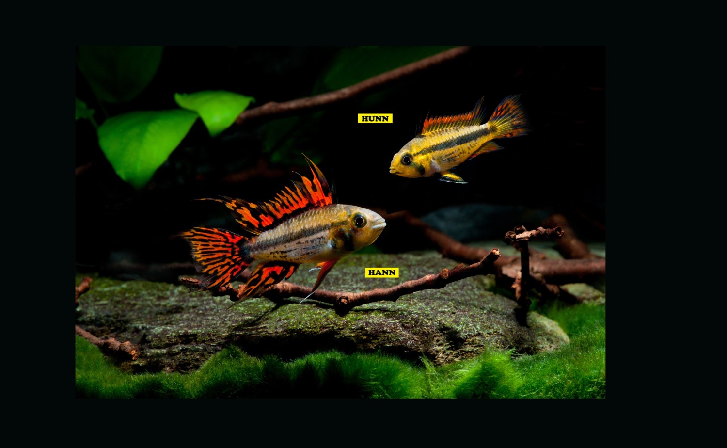 KAKADUECIKLIDE, Orange, Apistogramma cacatuoides