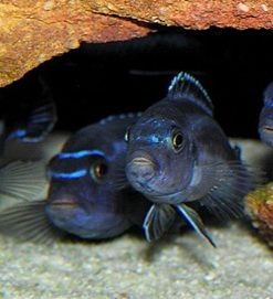 gallery-9732-for-100119